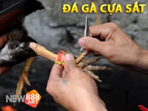 Đá gà cựa sắt New888