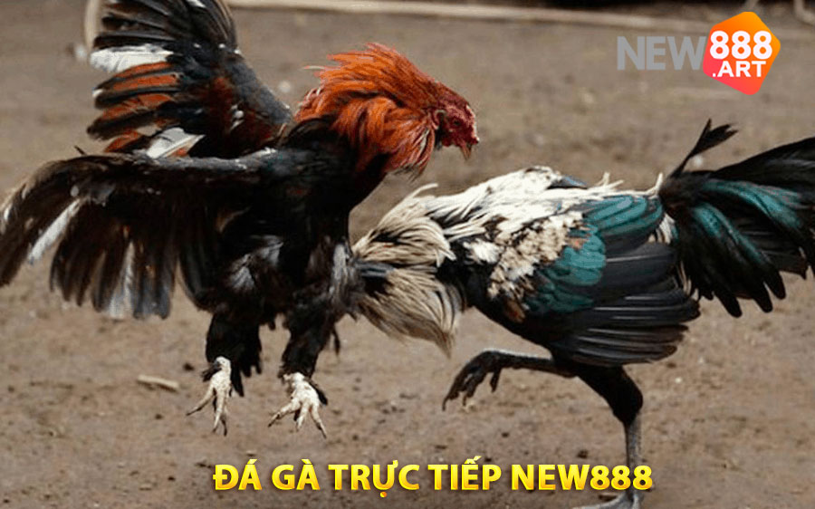 Đá gà trực tiếp New888